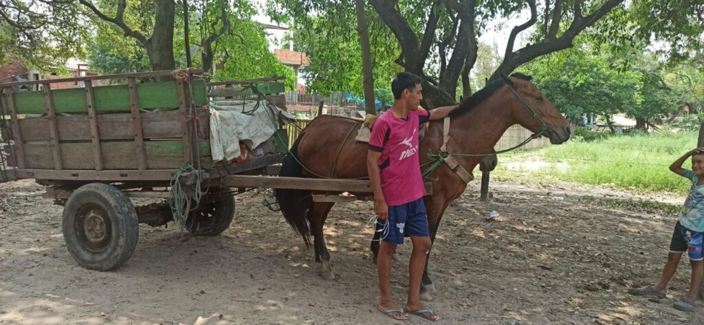 Evaluación para Determinar la situación actual de los Équidos En Paraguay