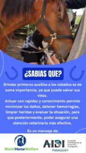 Taller de primeros auxilios a equinos